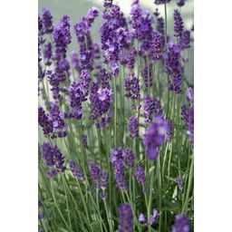 Garden basics 6x Lavandula ang. 'Dwarf Blue' - ↕10-25cm - Ø9cm (47871)