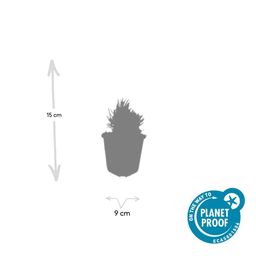 Garden basics 6x Lavandula ang. 'Dwarf Blue' - ↕10-25cm - Ø9cm (47871)