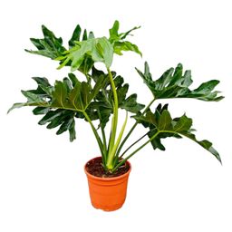 Philodendron Selloum - 60 cm - Ø22 (8721055697282)
