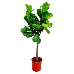 Ficus Lyrata boom ø27cm, 160cm hoog (36169)