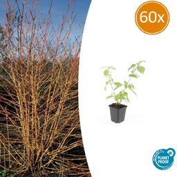 Garden basics 60x Cornus sang. 'Anny's Winter Orange' - ↕10-25cm - Ø9cm (47671)