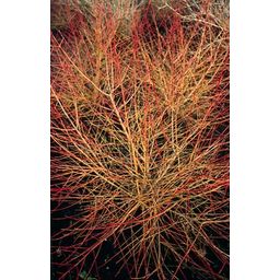 Garden basics 60x Cornus sang. 'Anny's Winter Orange' - ↕10-25cm - Ø9cm (47671)