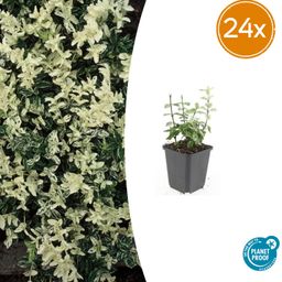 Garden basics 24x Euonymus fort. 'Harlequin' - ↕10-25cm - Ø9cm (50406)