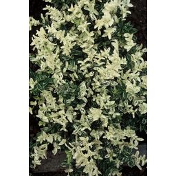 Garden basics 24x Euonymus fort. 'Harlequin' - ↕10-25cm - Ø9cm (50406)