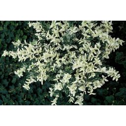 Garden basics 24x Euonymus fort. 'Harlequin' - ↕10-25cm - Ø9cm (50406)
