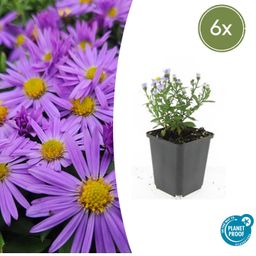 Garden basics 6x Aster (D) 'Prof. Anton Kippenberg' - ↕10-25cm - Ø9cm (47592)
