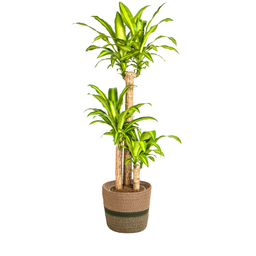 Dracaena Fragrans Massangeana met mand Ø24cm - ↕130 (48792)
