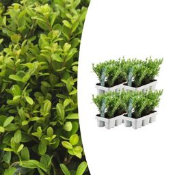 Premium basics 4 x 6 pack Ilex crenata 'Jenny' - Ø7 cm (48273)