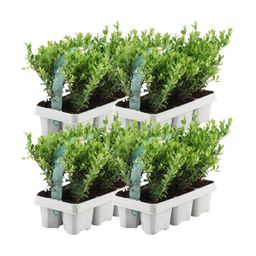 Premium basics 4 x 6 pack Ilex crenata 'Jenny' - Ø7 cm (48273)