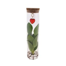 Mix In Tube Glas + Jewel (hartje) (53957)