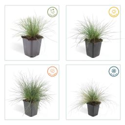 Garden basics 12x Festuca glauca 'Elijah Bleu' - ↕10-25cm - Ø9cm (47728)