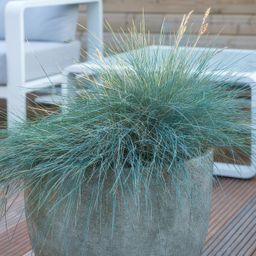 Garden basics 12x Festuca glauca 'Elijah Bleu' - ↕10-25cm - Ø9cm (47728)