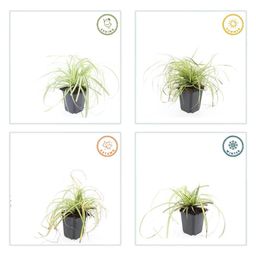 Garden basics 60x Carex oshim. 'Evergold' - ↕10-25cm - Ø9cm (47655)
