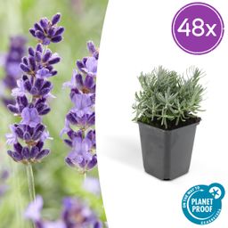 Garden basics 48x Lavandula 'Hidcote' - ↕10-25cm - Ø9cm (50331)