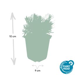 Garden basics 48x Lavandula 'Hidcote' - ↕10-25cm - Ø9cm (50331)