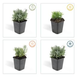 Garden basics 48x Lavandula 'Hidcote' - ↕10-25cm - Ø9cm (50331)