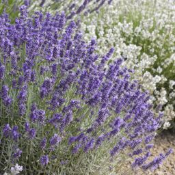 Garden basics 48x Lavandula 'Hidcote' - ↕10-25cm - Ø9cm (50331)