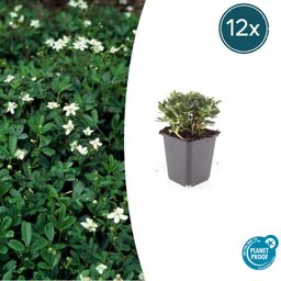 Garden basics 12x Potentilla tridentata 'Nuuk' - ↕10-25cm - Ø9cm (47971)