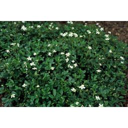 Garden basics 12x Potentilla tridentata 'Nuuk' - ↕10-25cm - Ø9cm (47971)