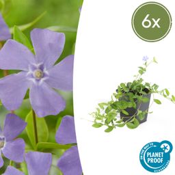 Garden basics 6x Vinca minor 'La Grave' - ↕10-25cm - Ø9cm (48040)