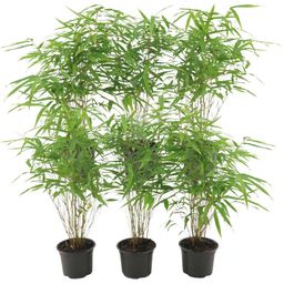 Premium basics 6x Fargesia Rufa Ø13 cm Bamboe (48278)