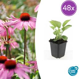 Garden basics 48x Echinacea p. 'Magnus' - ↕10-25cm - Ø9cm (50399)