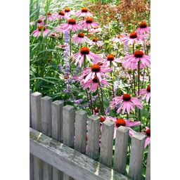 Garden basics 48x Echinacea p. 'Magnus' - ↕10-25cm - Ø9cm (50399)