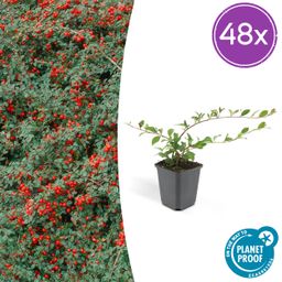 Garden basics 48x Cotoneaster dam. 'Major' - Ø9cm (50281)