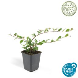 Garden basics 48x Cotoneaster dam. 'Major' - Ø9cm (50281)