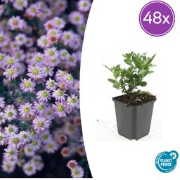 Garden basics 48x Aster ageratoides 'Stardust' - ↕10-25cm - Ø9cm (50375)