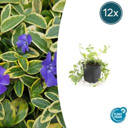 Garden basics 12x Vinca minor 'Aureovariegata' - ↕10-25cm - Ø9cm (48026)