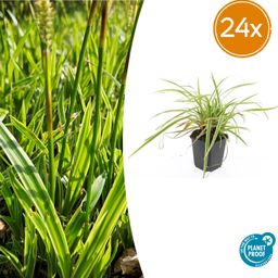 Garden basics 24x Carex morrowii 'Aureovariegata' - ↕10-25cm - Ø9cm (50380)