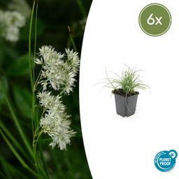 Garden basics 6x Luzula nivea - ↕10-25cm - Ø9cm (47921)