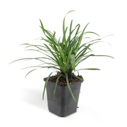 Garden basics 24x Liriope muscari 'Big Blue' - ↕10-25cm - Ø9cm (50468)