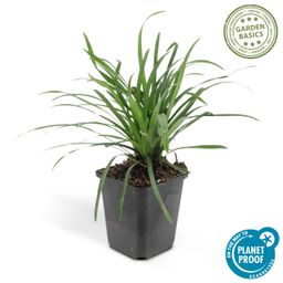 Garden basics 24x Liriope muscari 'Big Blue' - ↕10-25cm - Ø9cm (50468)