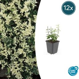Garden basics 12x Euonymus fort. 'Harlequin' - ↕10-25cm - Ø9cm (47709)