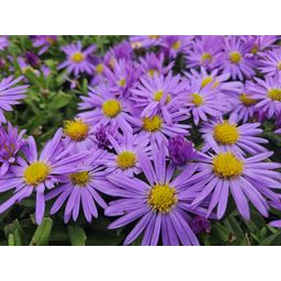 Garden basics 60x Aster (D) 'Prof. Anton Kippenberg' - ↕10-25cm - Ø9cm (47596)