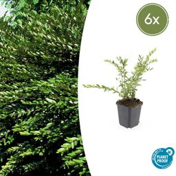 Garden basics 6x Lonicera pileata 'Purple Pearl' - ↕10-25cm - Ø9cm (47916)