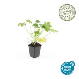 Garden basics 12x Geranium macr. 'Spessart' - ↕10-25cm - Ø9cm (47793)