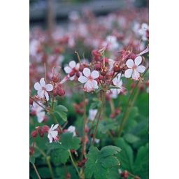 Garden basics 12x Geranium macr. 'Spessart' - ↕10-25cm - Ø9cm (47793)