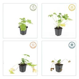 Garden basics 12x Geranium macr. 'Spessart' - ↕10-25cm - Ø9cm (47793)