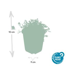 Garden basics 24 x Acaena microphylla 'Kupferteppich' - ↕10-25cm - Ø9cm (50254)