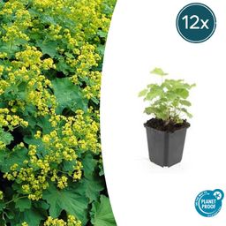 Garden basics 12x Alchemilla mollis - ↕10-25cm - Ø9cm (46865)