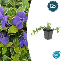 Garden basics 12x Vinca minor 'Argenteovariegata' - ↕10-25cm - Ø9cm (48021)