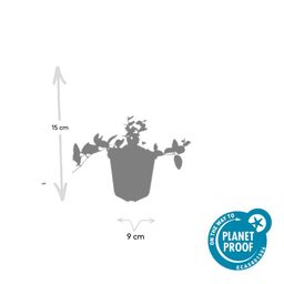 Garden basics 12x Vinca minor 'Argenteovariegata' - ↕10-25cm - Ø9cm (48021)