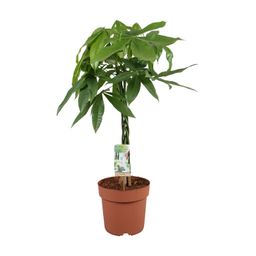 Pachira Aquatica - 70 cm (46192)