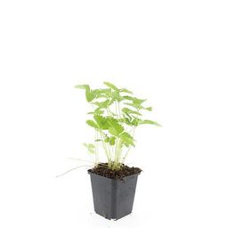 Garden basics 48x Fragaria vesca - ↕10-25cm - Ø9cm (50415)