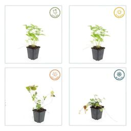 Garden basics 48x Fragaria vesca - ↕10-25cm - Ø9cm (50415)