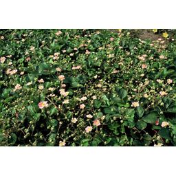 Garden basics 48x Fragaria vesca - ↕10-25cm - Ø9cm (50415)