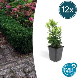 Garden basics 12x Euonymus jap. Green Spire - ↕10-25cm - Ø9cm (46915)